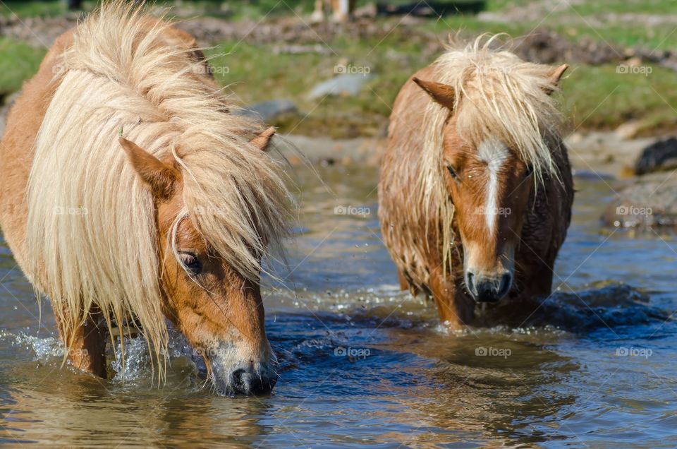 Shetland ponies playing together