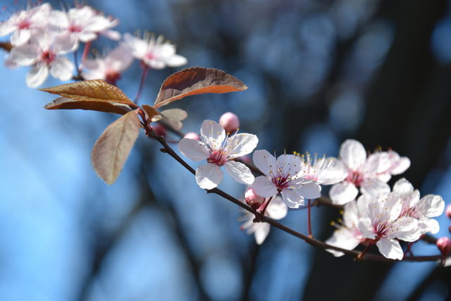 Spring flowers