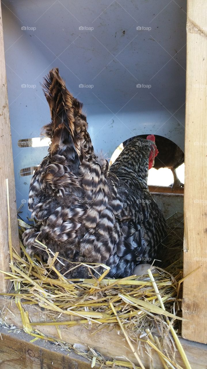 black and withe hen. a black and white hen on her nest