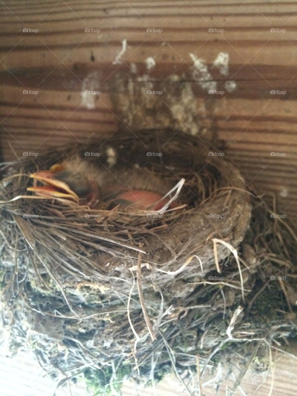 Babies in the nest 