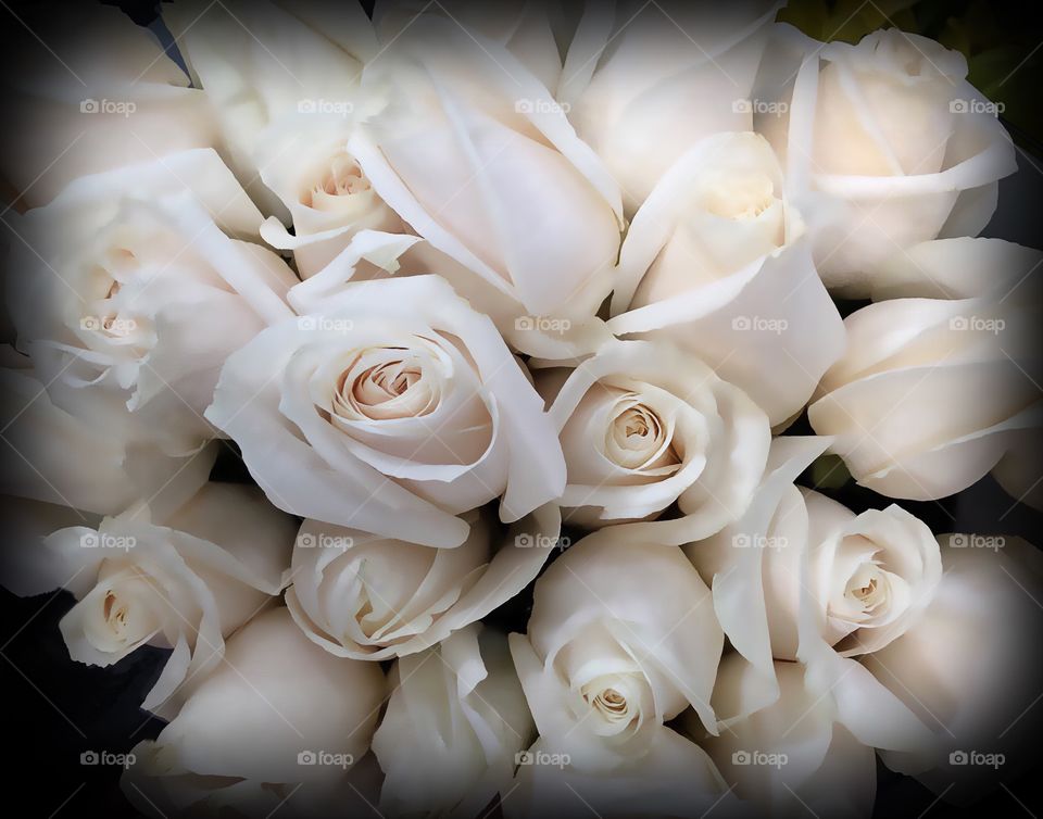 White roses
