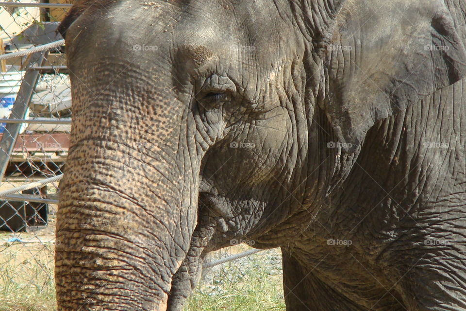 Elephant face . Local zoo 