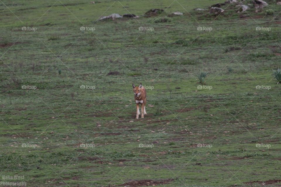 Ethiopian wolf 29