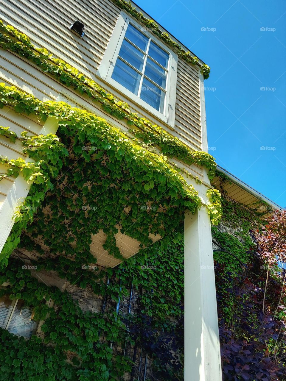 Leafy Porch