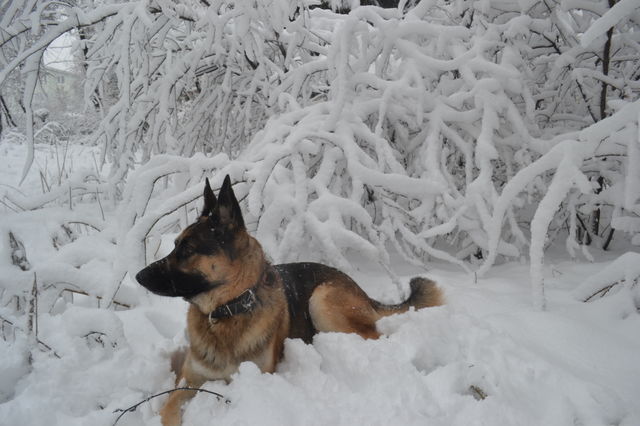 German Shepherd in Winter Wonderland