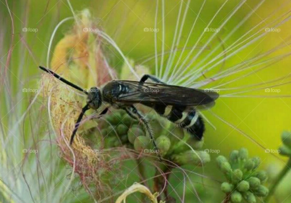 I think this might be a wasp of some kind.