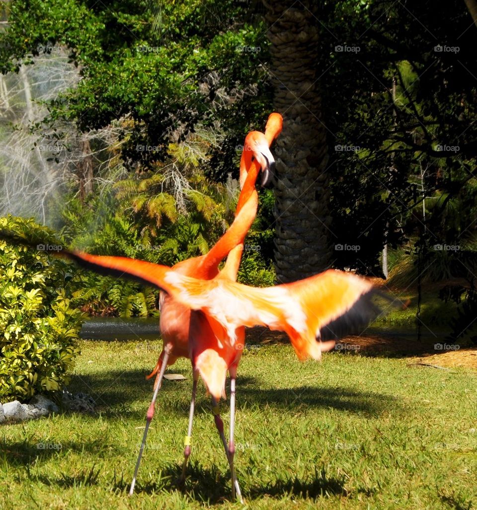 Flamingo dance