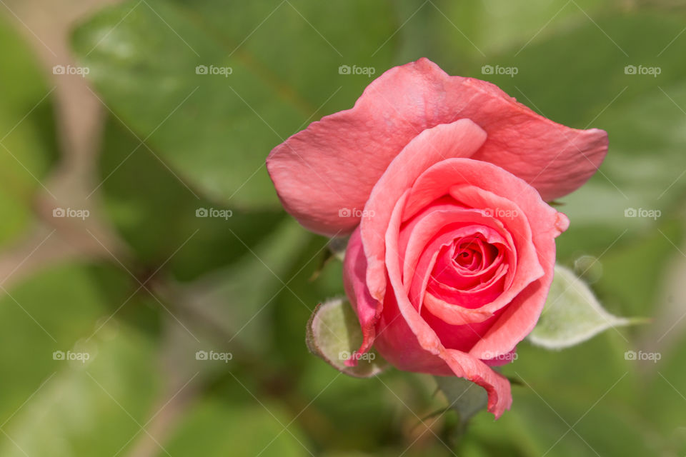 pink rose