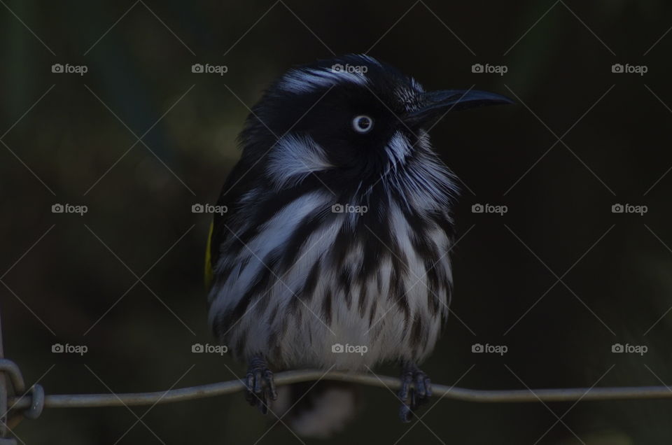 New Holland Honeyeater sitting on a fence
