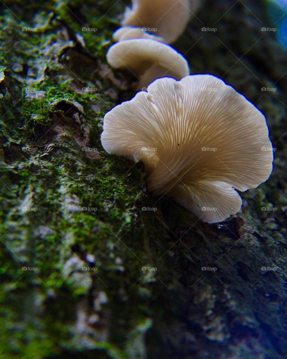 Mushroom exploration