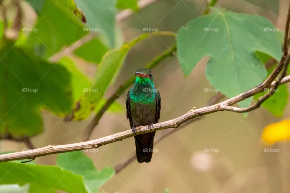 Rufous-tailed Hummingbird. Costa Rica