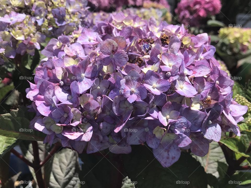 Purple blooms 