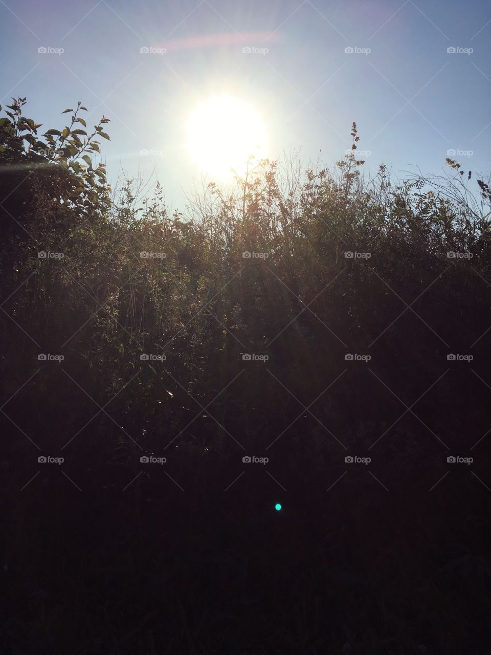 The sun rising behind overgrown grass and weeds