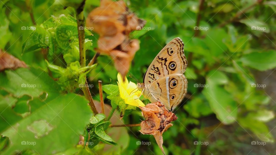 This image captured in my Redmi Note 7 pro mobile phone.