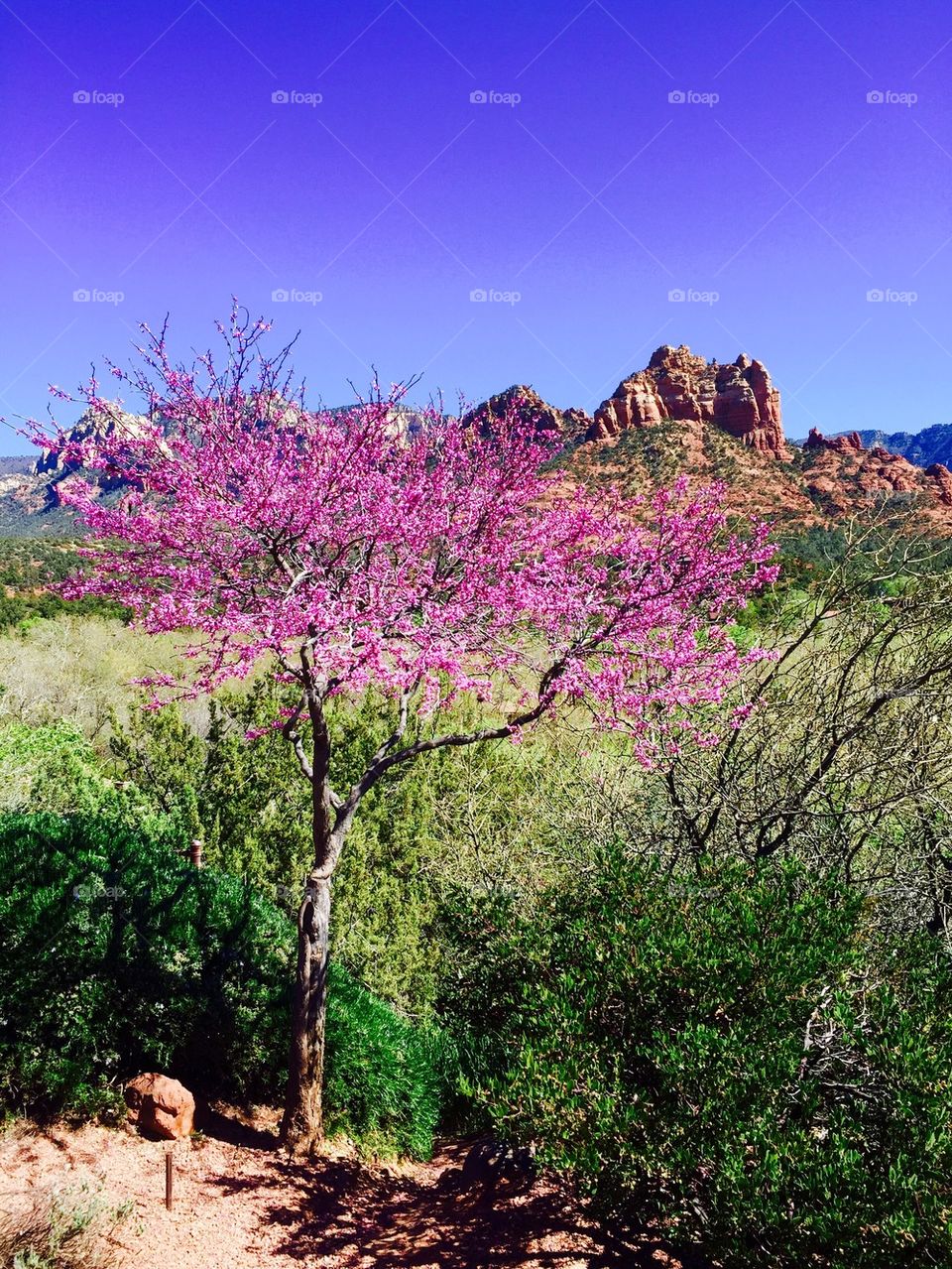 Pink tree