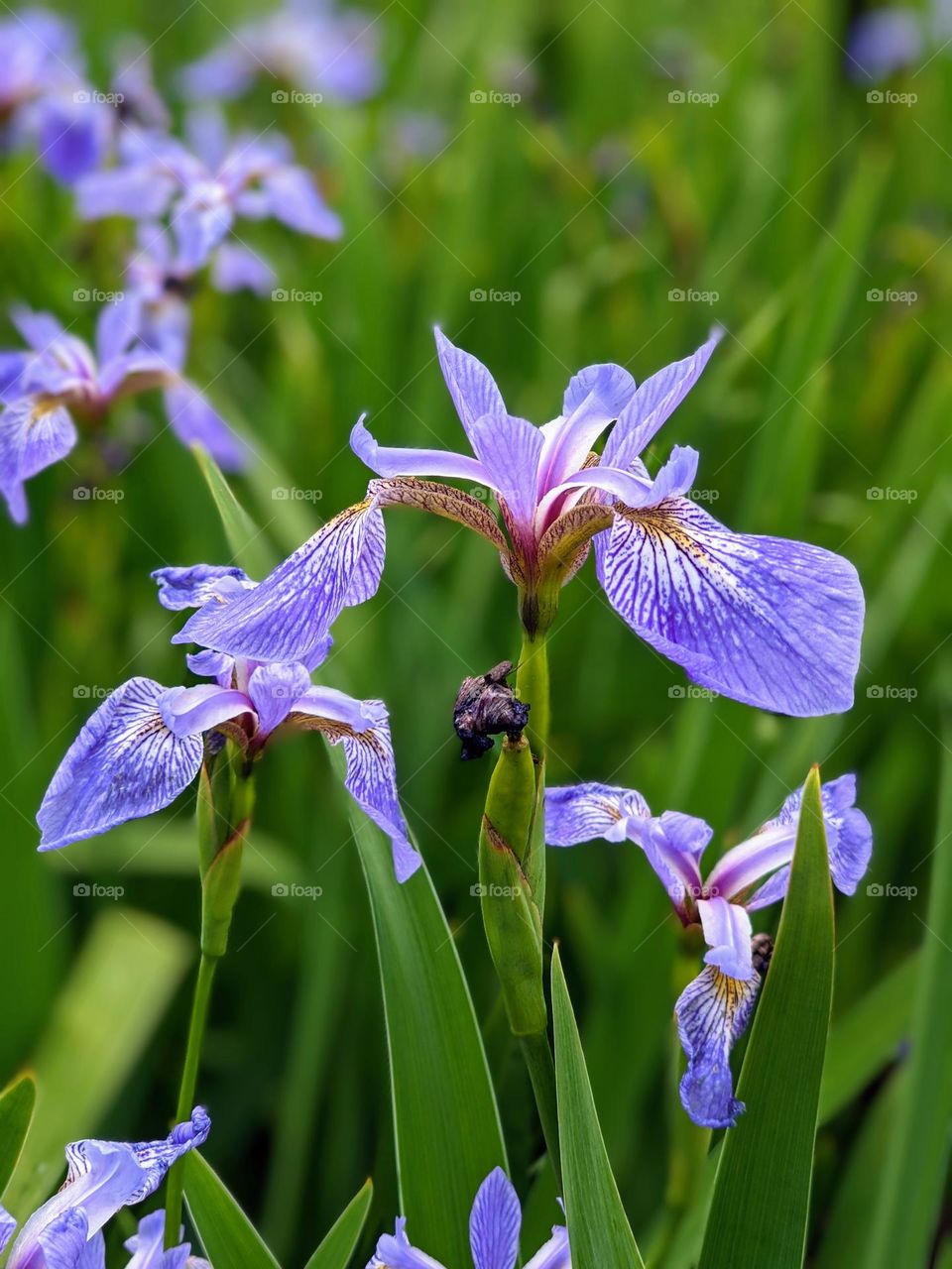 iris flowers