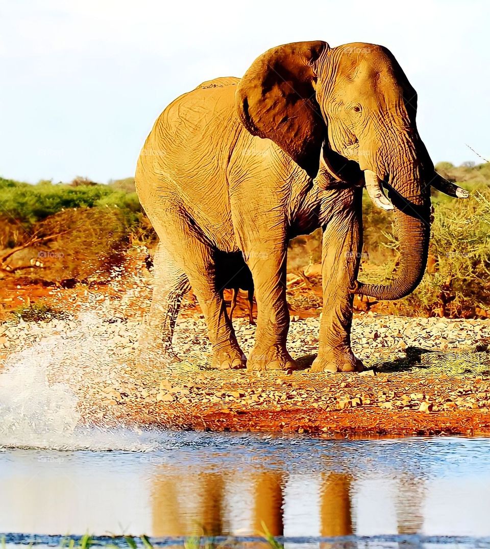 elephant at waterhole