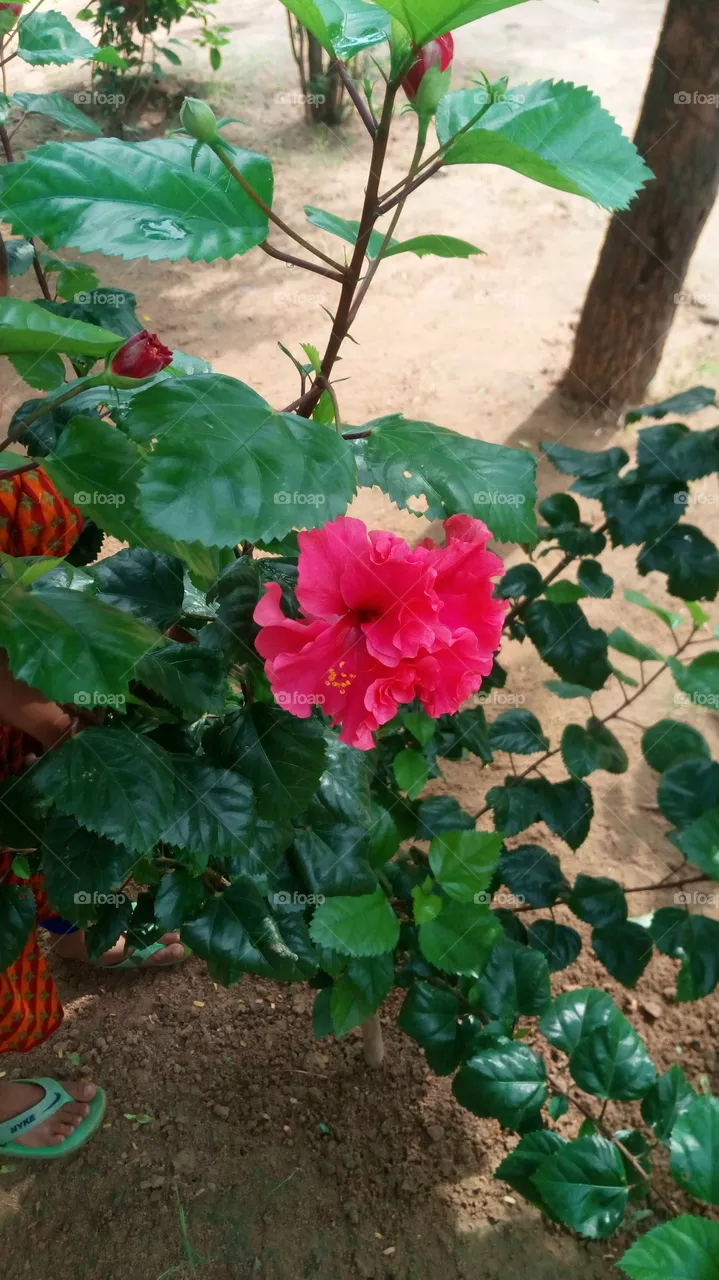 red spark flower