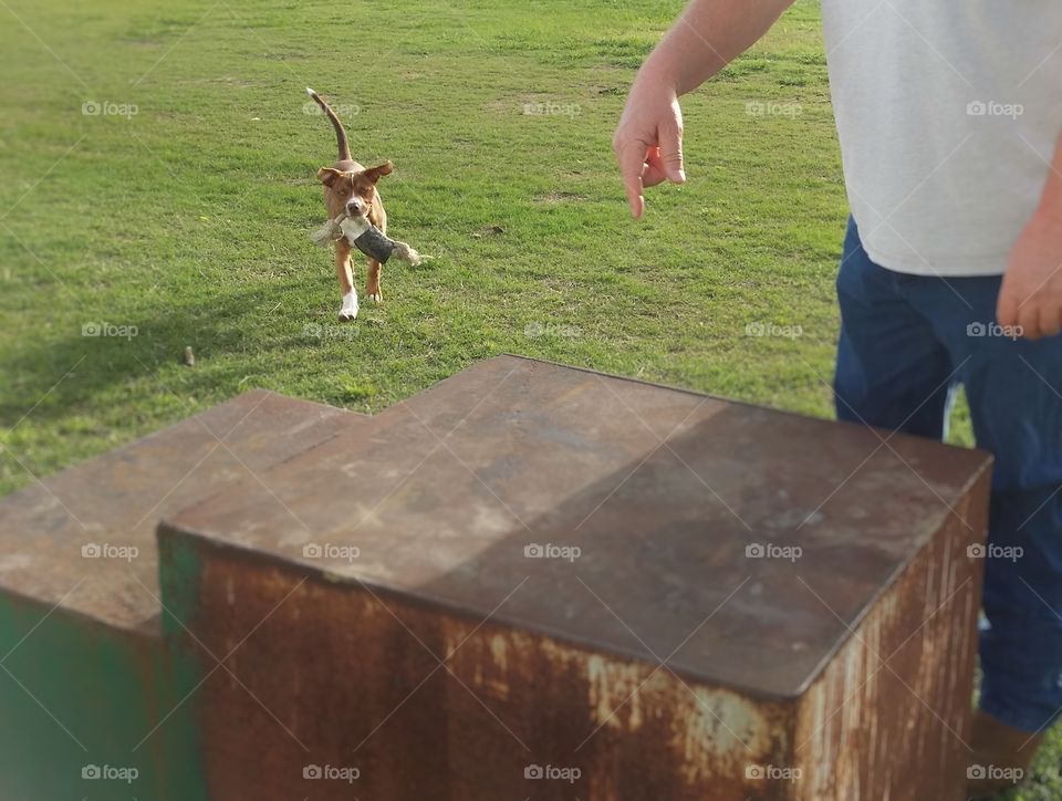 A young puppy dog running with a rope bone in her mouth and a man's hand pointing at a metal box for her to jump on with spring grass in the background