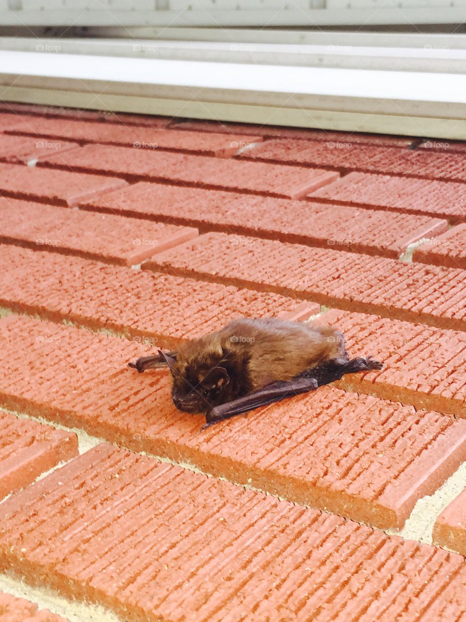 Little brown bat . little brown Bat lost after a summer storm. Luckily it was a cooler and shady day for the little bugger.