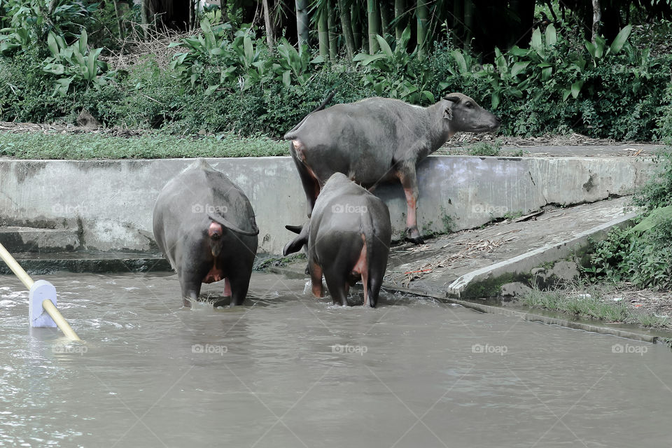 Three Bulls at The River