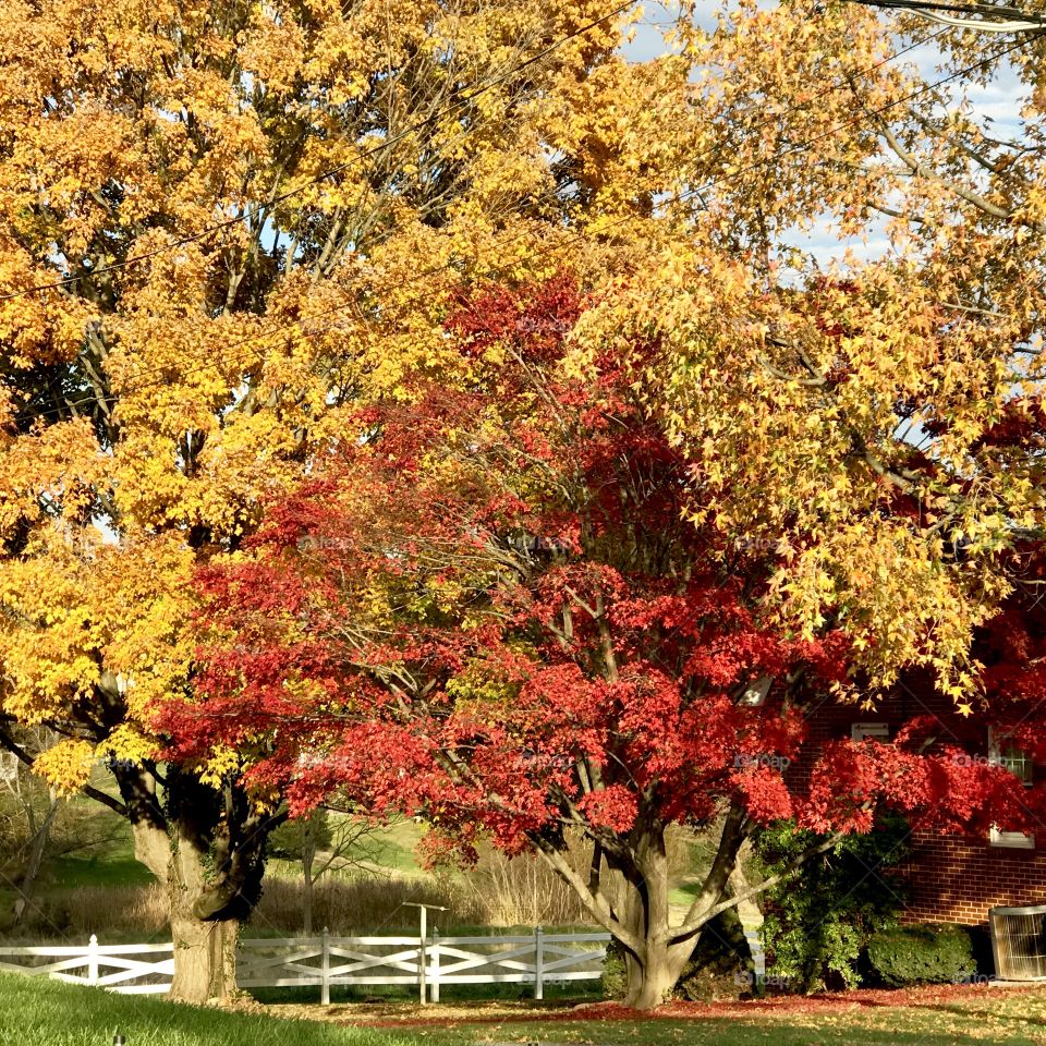 Vivid Autumn Colors