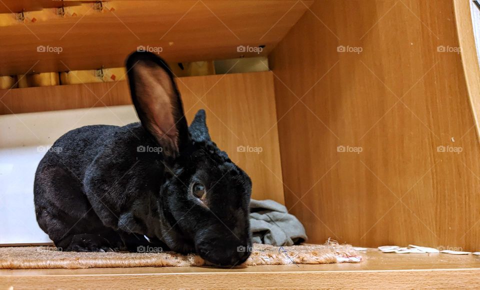 portrait of a domestic black rex rabbit