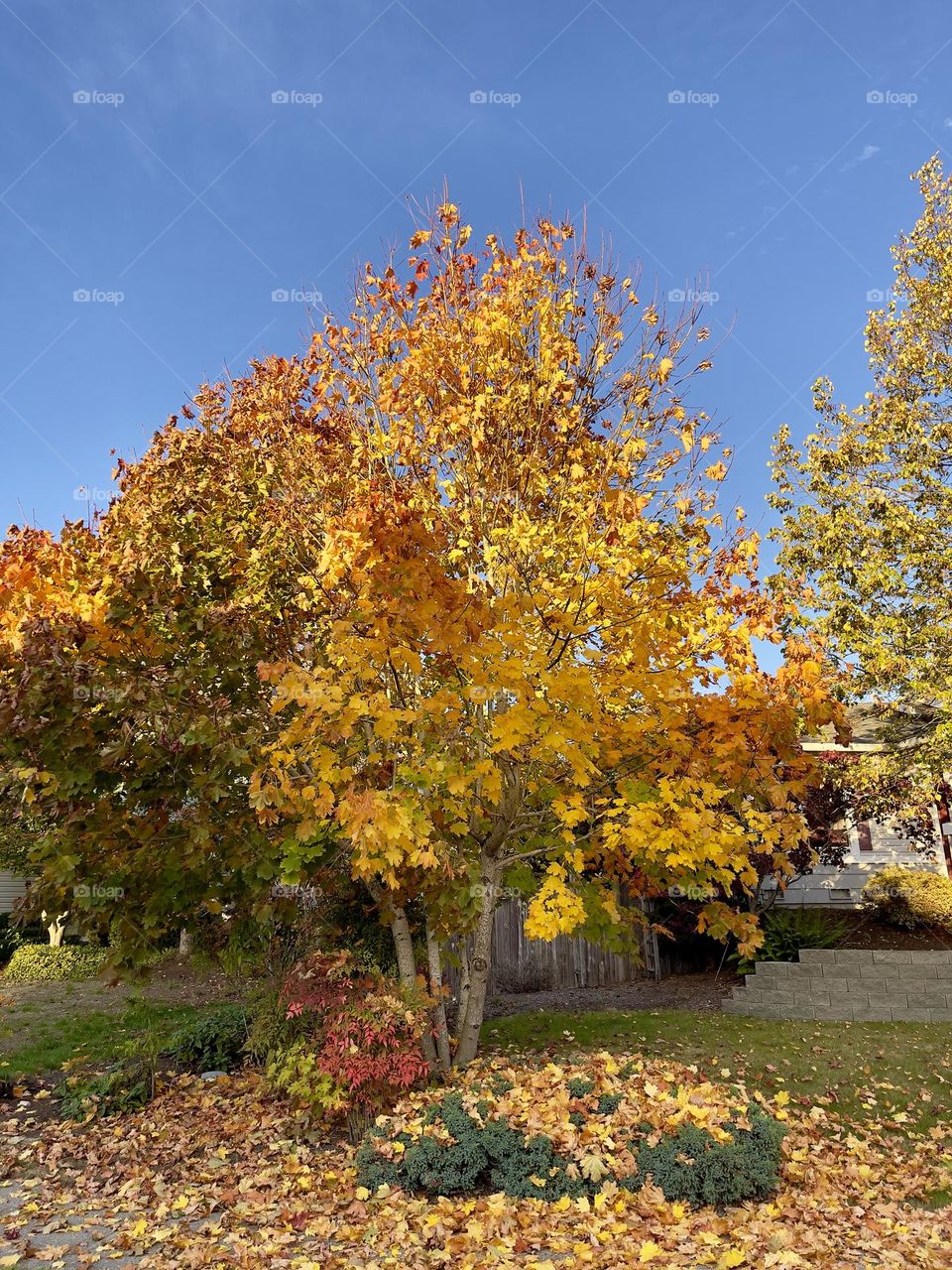 Yellow trees at sunny autumn day