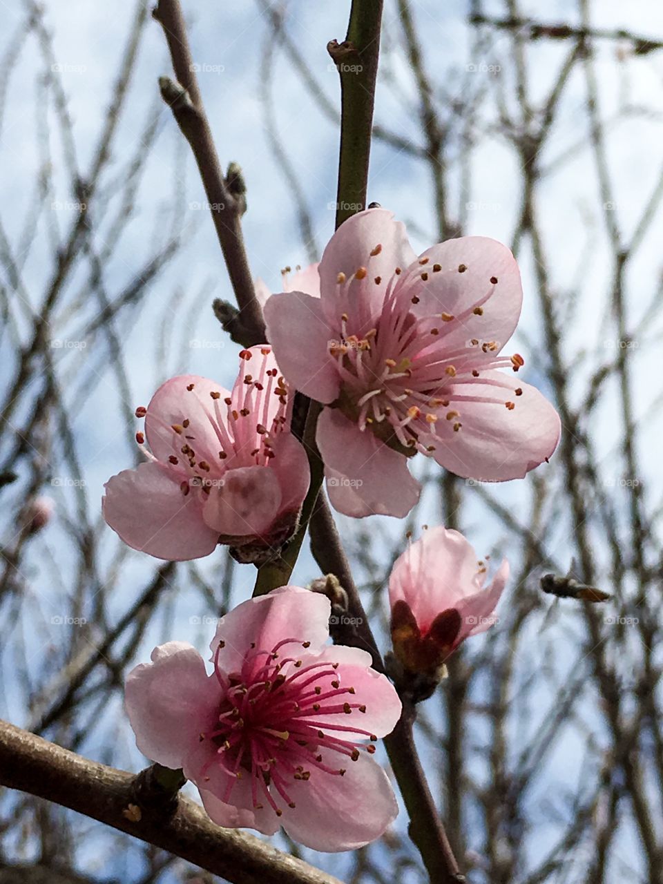 Nectarine fruit tree blossoms pink