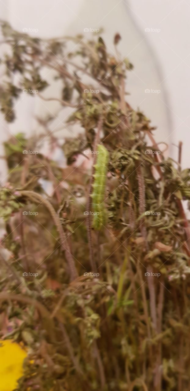 green worm