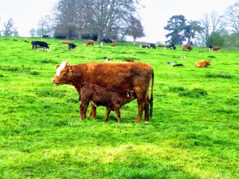 Say Cheese! A Feeding Calf, Hoddesdon, Hertfordshire
