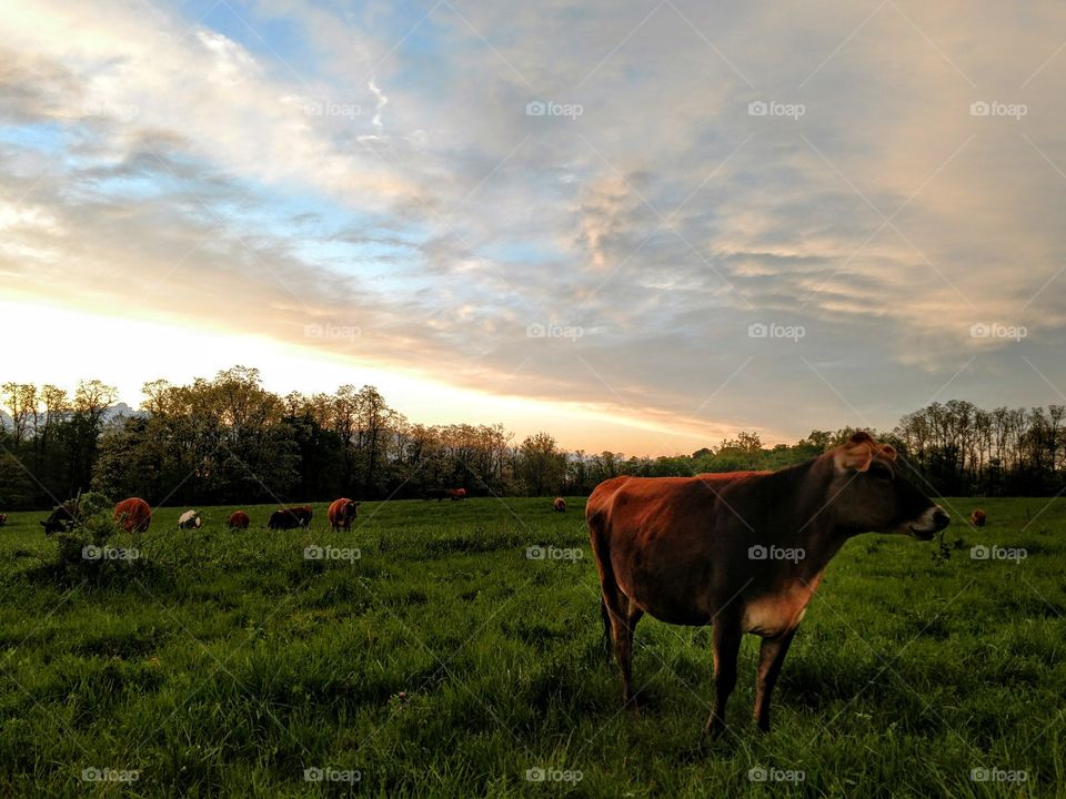 No Person, Pastoral, Agriculture, Cow, Cattle