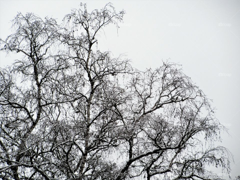 tree with snow on branches