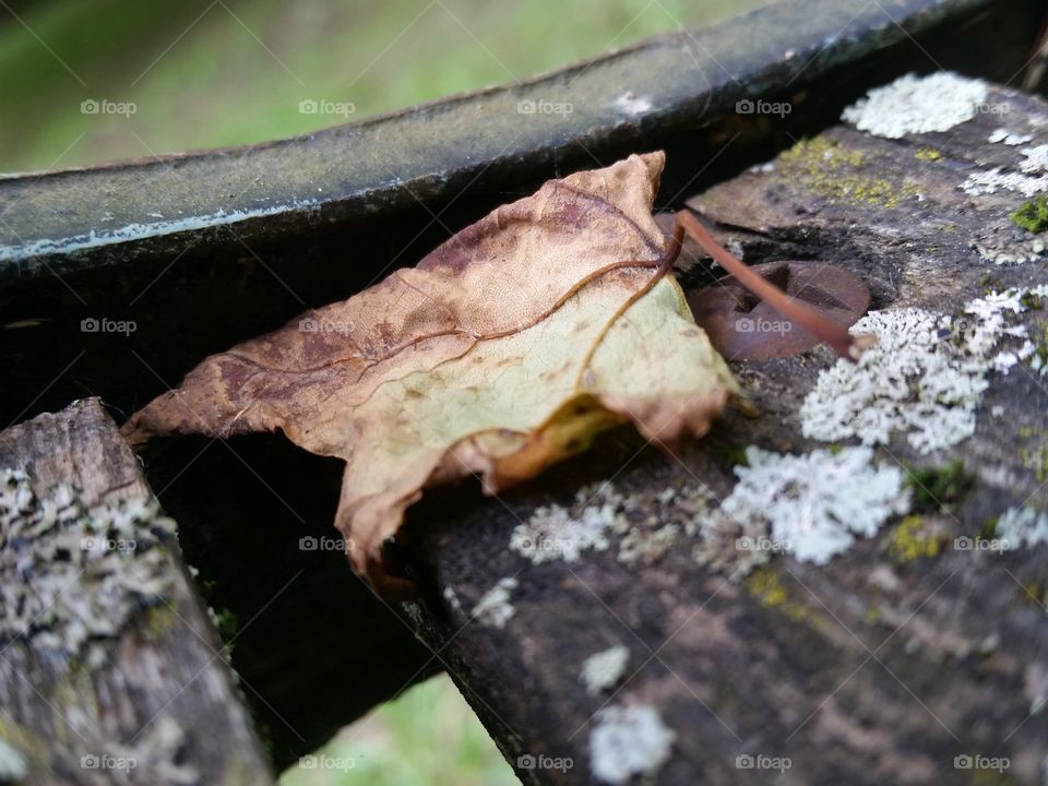 Leaf on a Bench