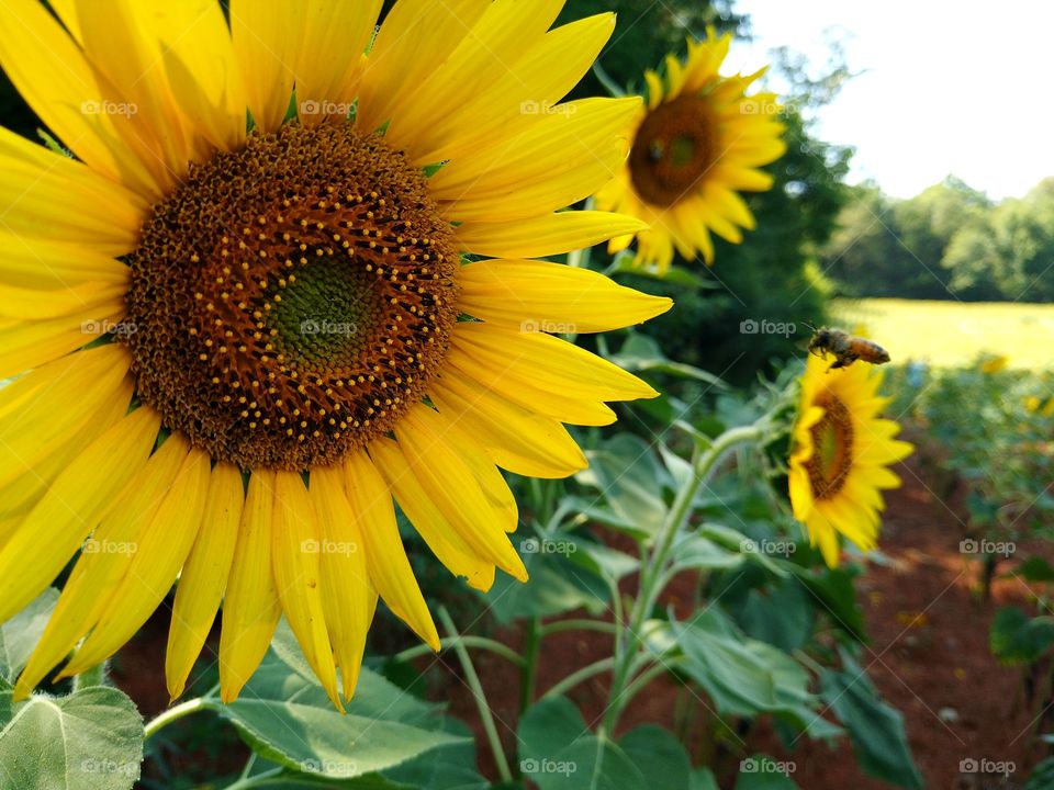 The bright, large flower heads of sunflowers (Helianthus annuus and cultivars) present a nectar and pollen mother lode for their pollinators, which are bees of all kinds. ... They then pollinate other sunflowers as they go from plant to plant.