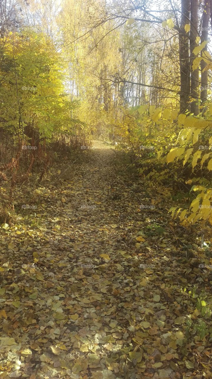 In the forrest, Kolmården, Sweden 