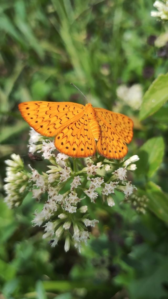 BUTTERFLY