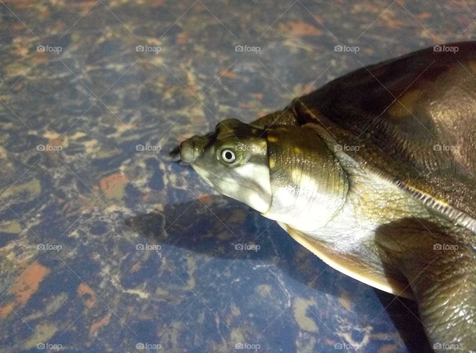 turtle's e