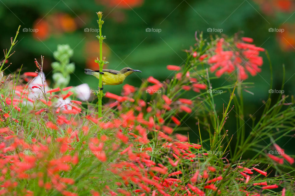 flowers and bird