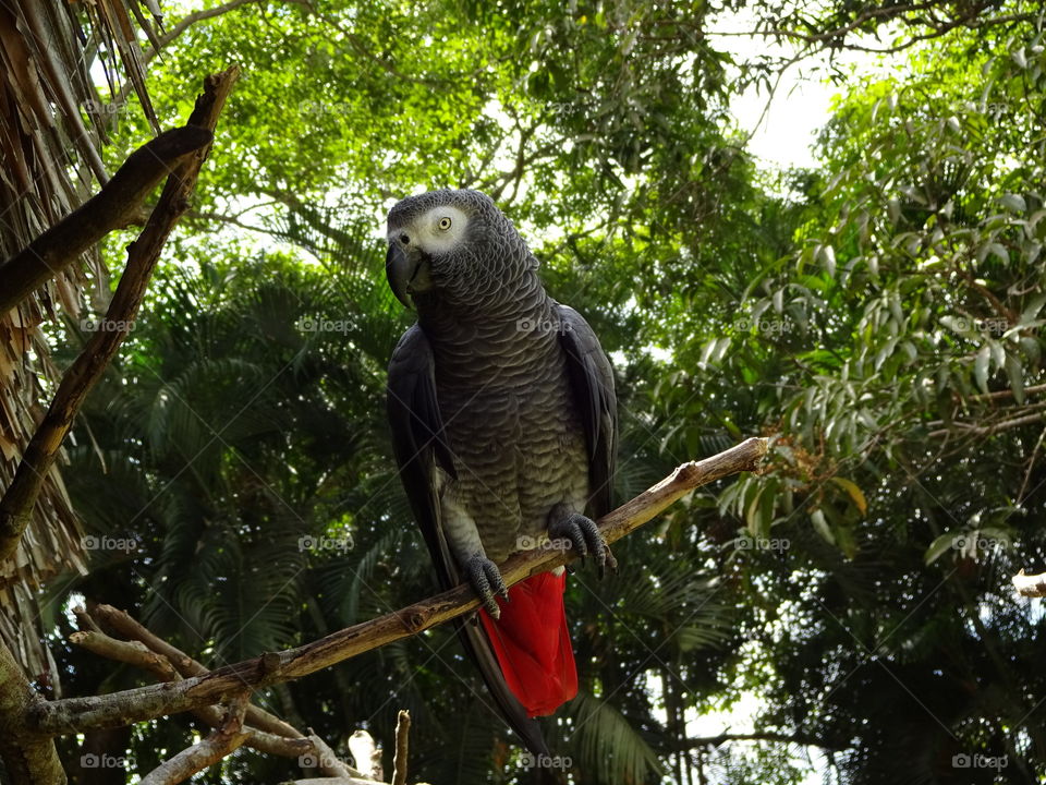 South America parrot