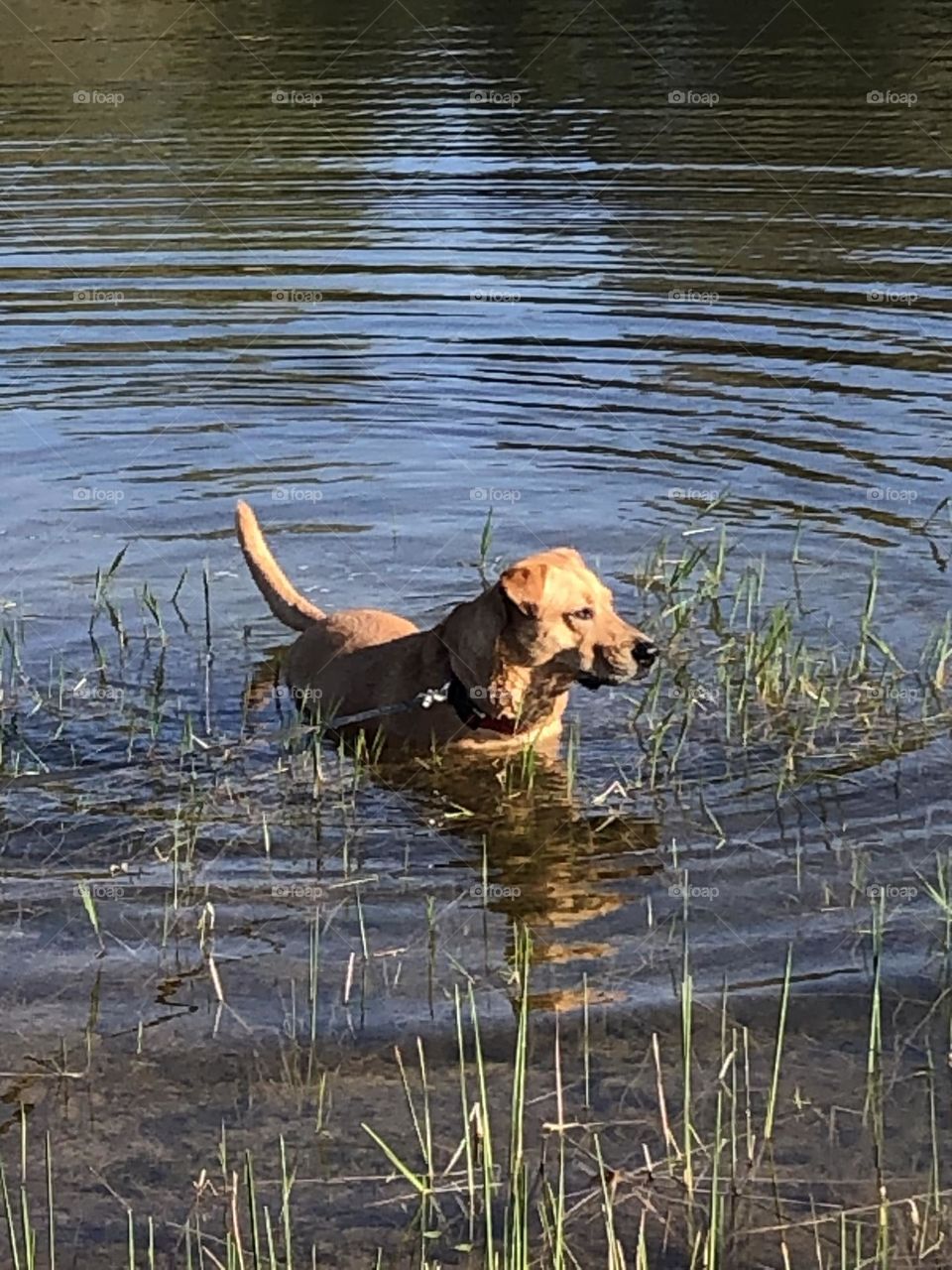 It was a pretty warm day here in Texas for a run, so here’s Penny taking a dip in the middle pond on the property! 