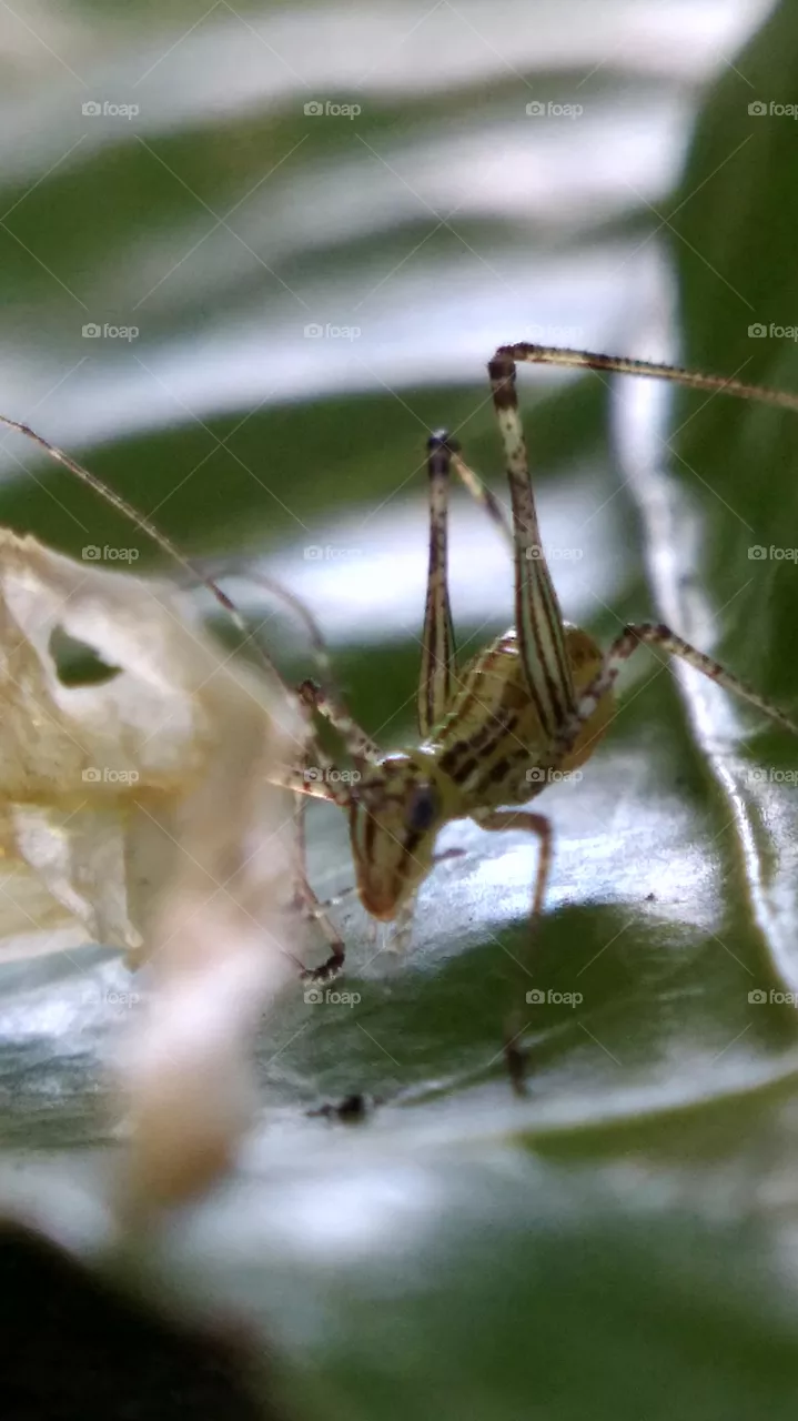 insect
