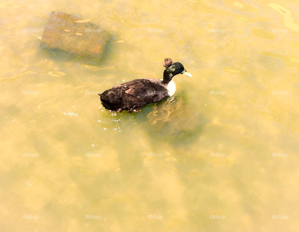 My favorite duck in the pond. 
Love ducks. Love waters. They are good combinations. Ducks are cute, calm, and peaceful.