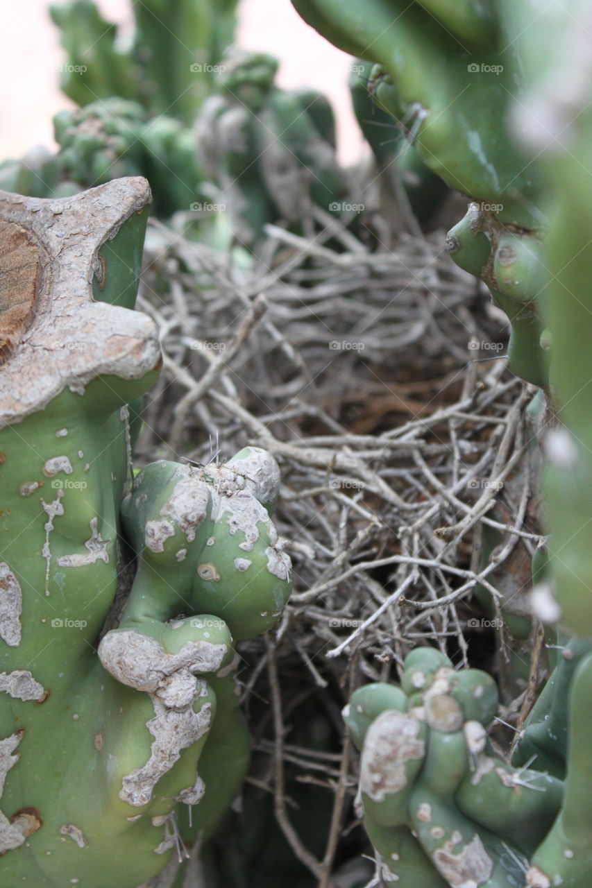 birds nest inside a cactus