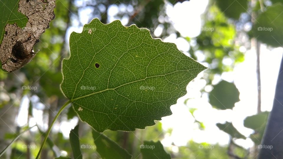 A beautiful aspen leaf in forest against the sun. Closeup photo.