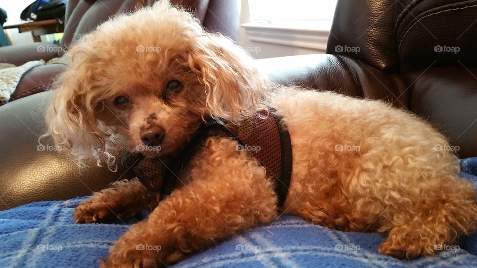 This dog means business (red toy poodle)