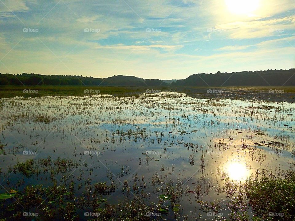 Morning by the marsh 