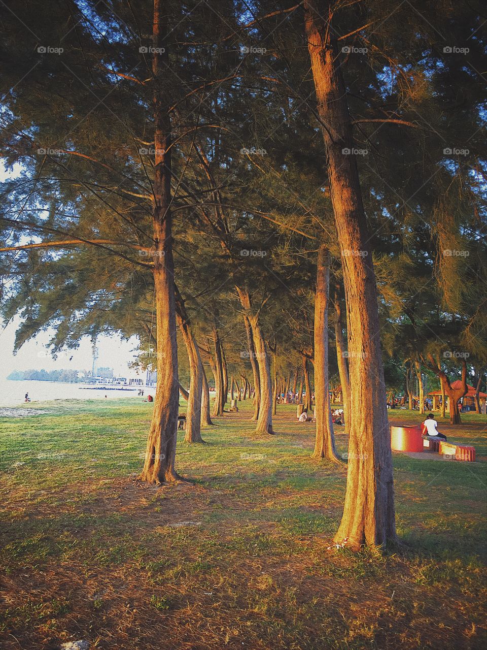 Tree at the seaside