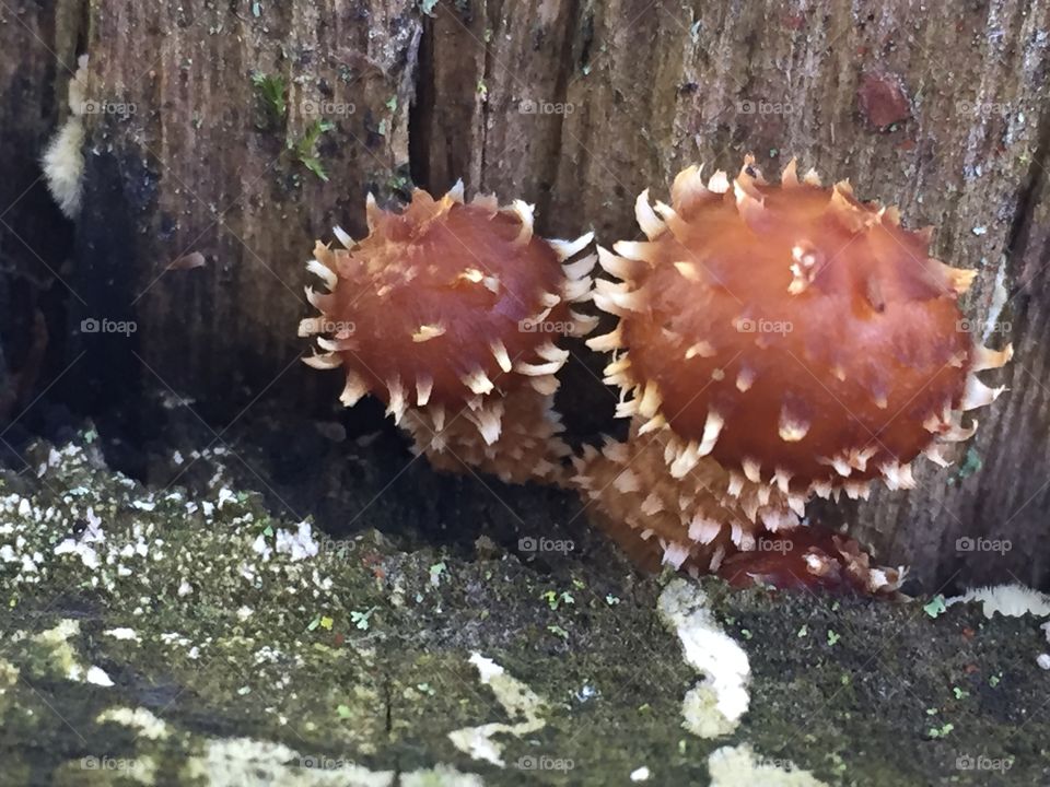 Prickly looking mushroom fungi