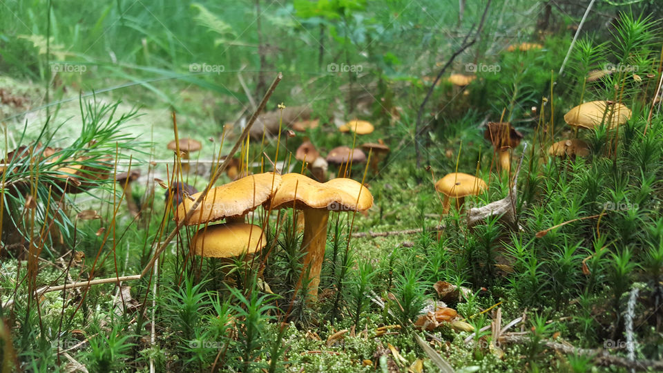 Mushrooms growing in mossy forest . 
Svampar växer i mossig skog